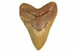 Fossil Megalodon Tooth - Huge NC Meg #298801-1